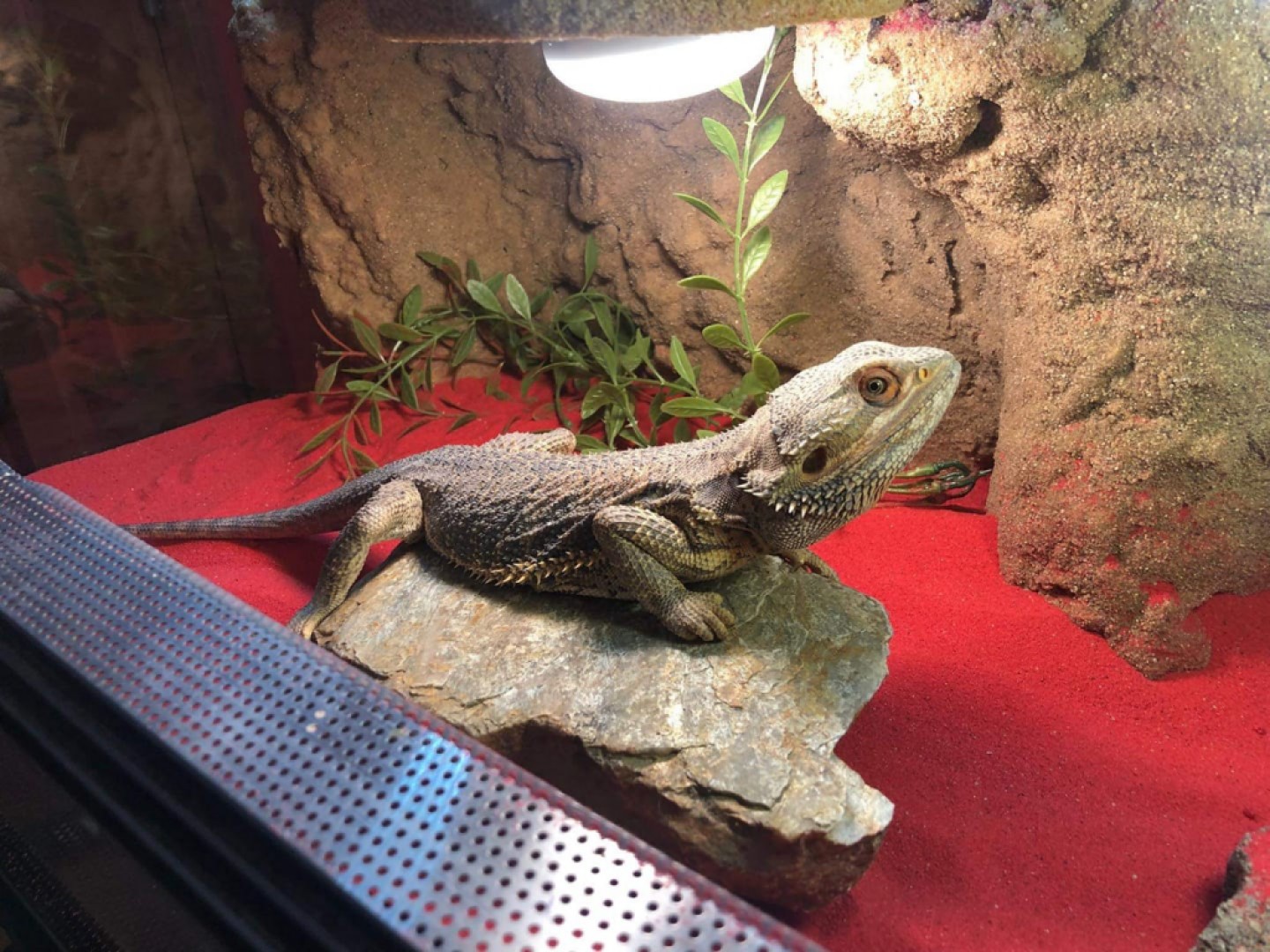 Agama Bradatá