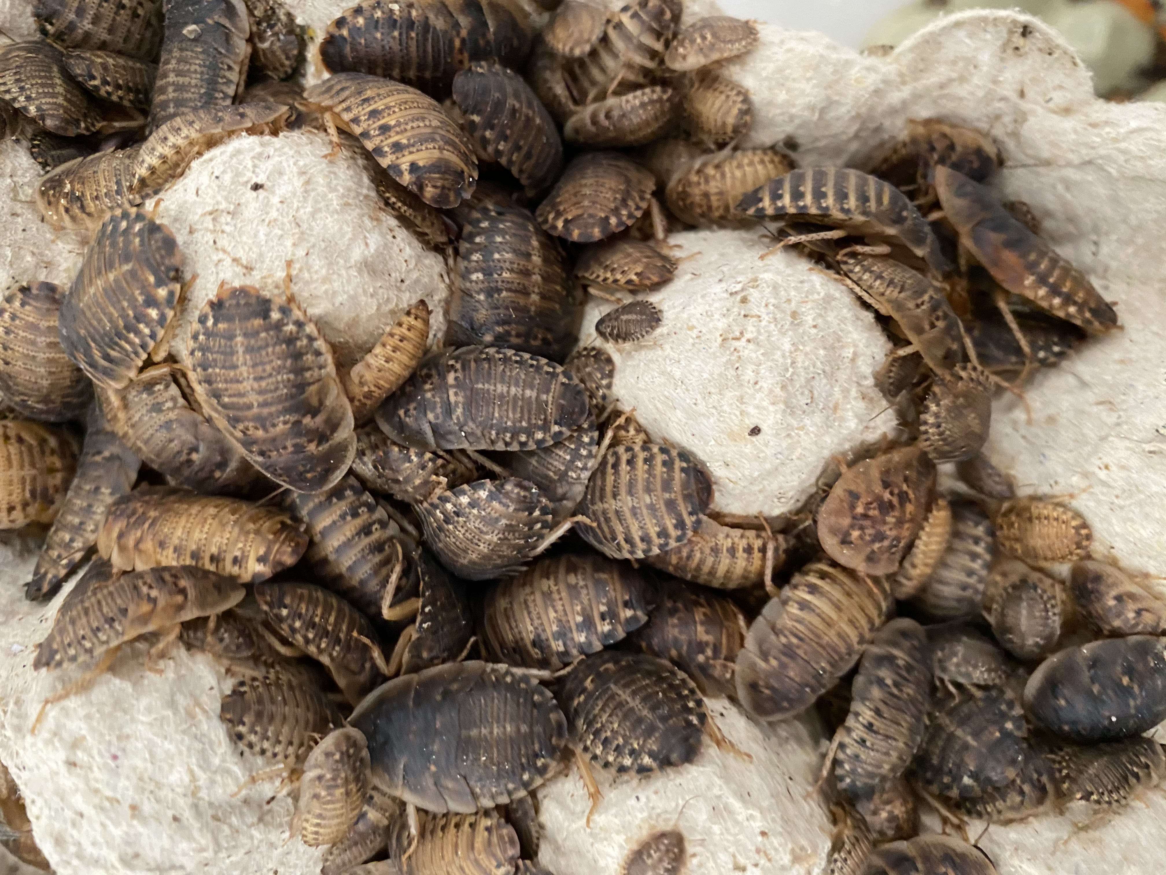 Blaptica dubia 1L