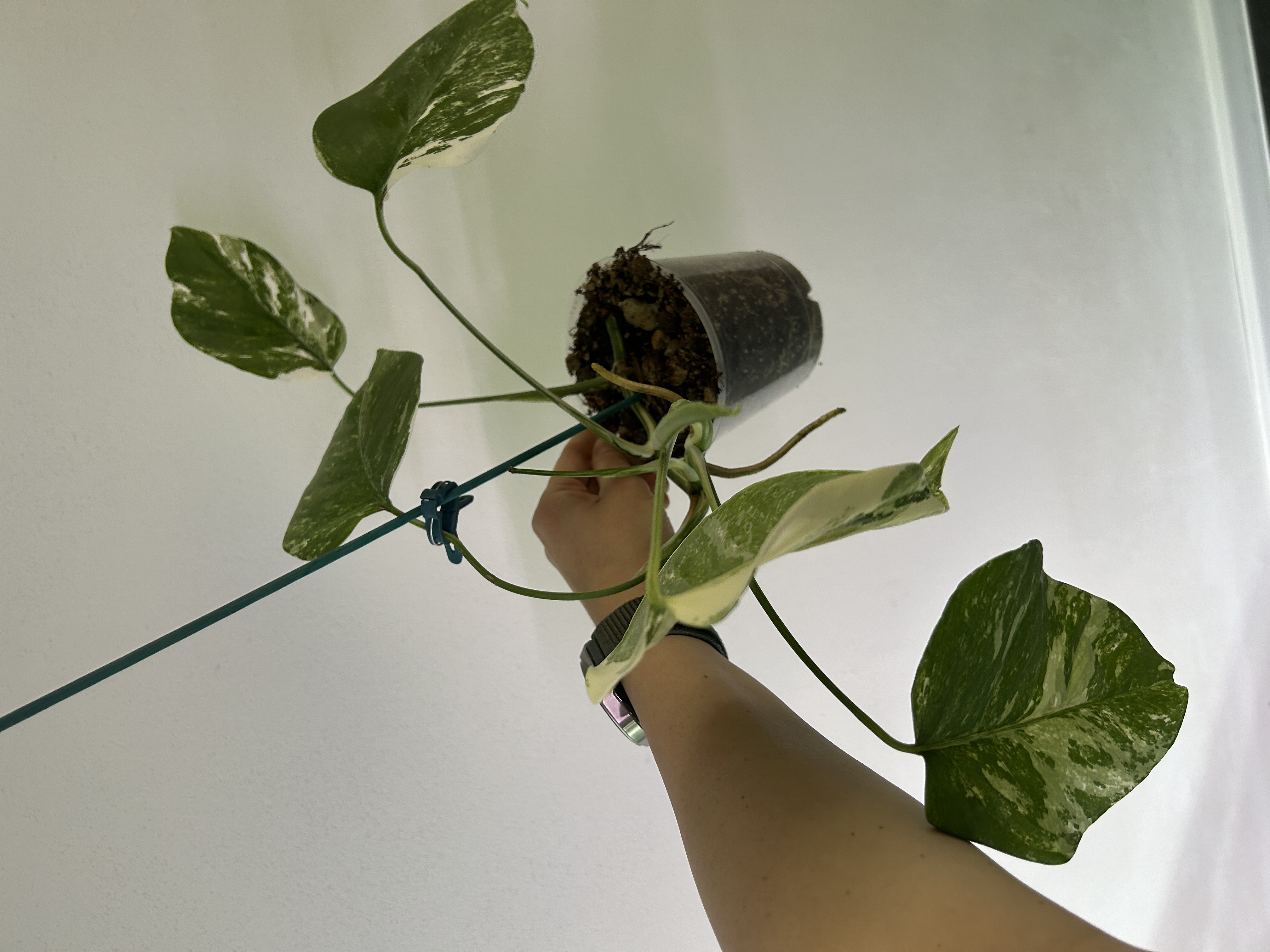 Monstera albo variegata