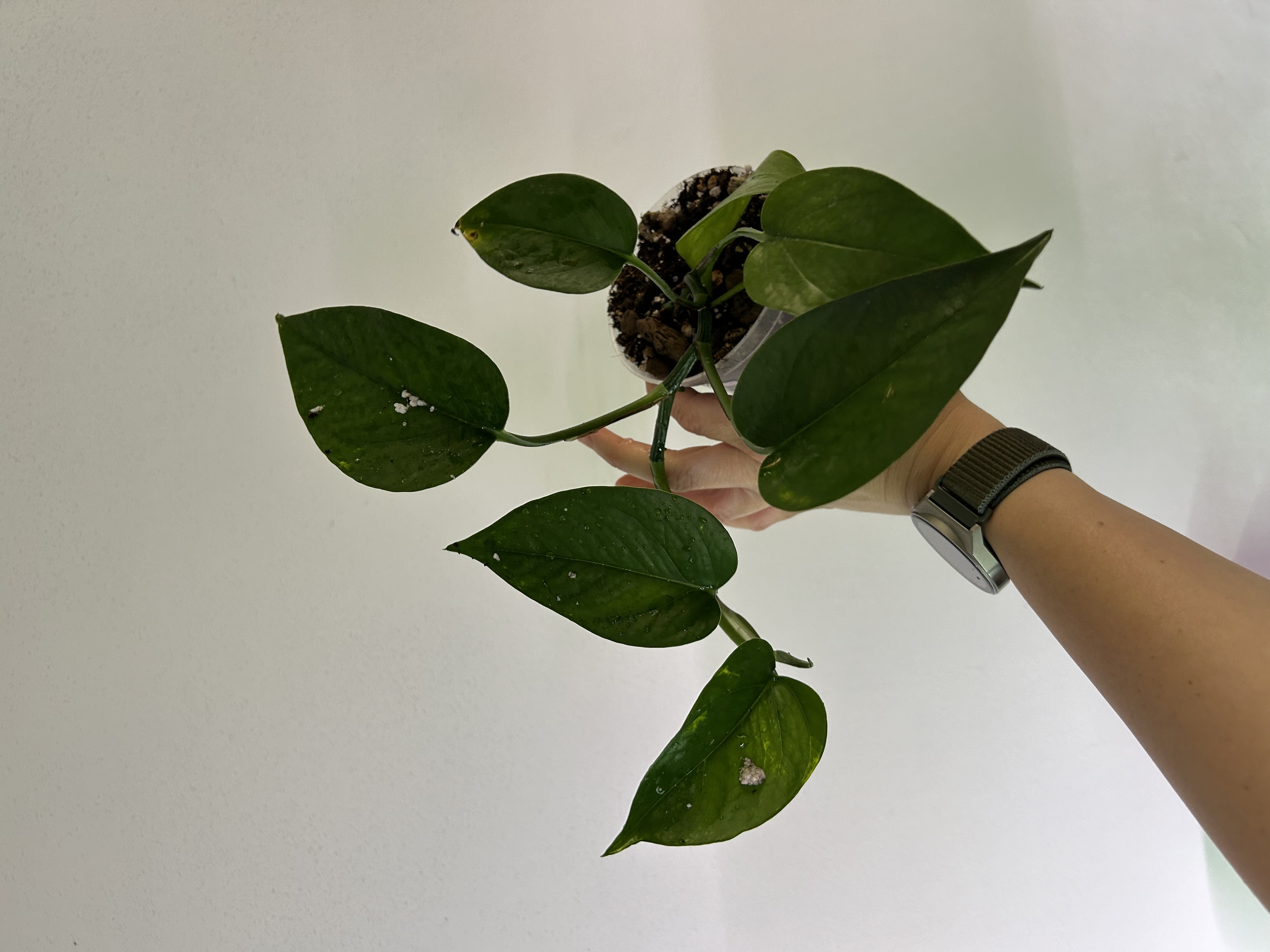 Pothos 